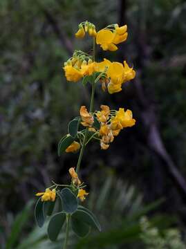 Image of Poiretia latifolia Vogel