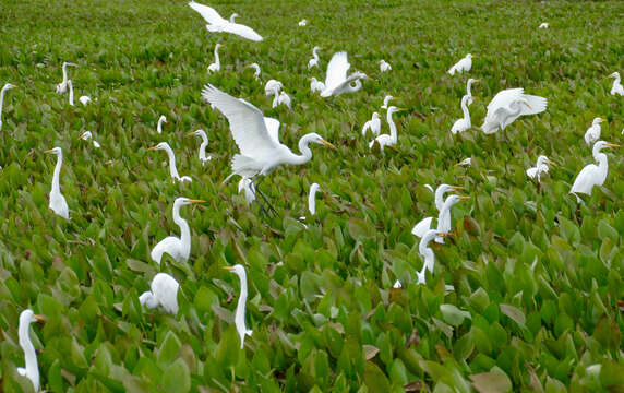 Image of Great Egret