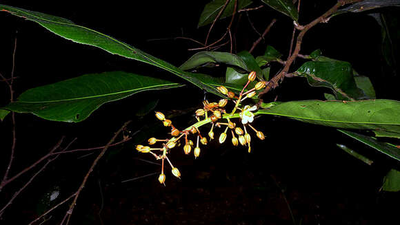 Image of Ouratea gigantophylla (Erhard) Engl.