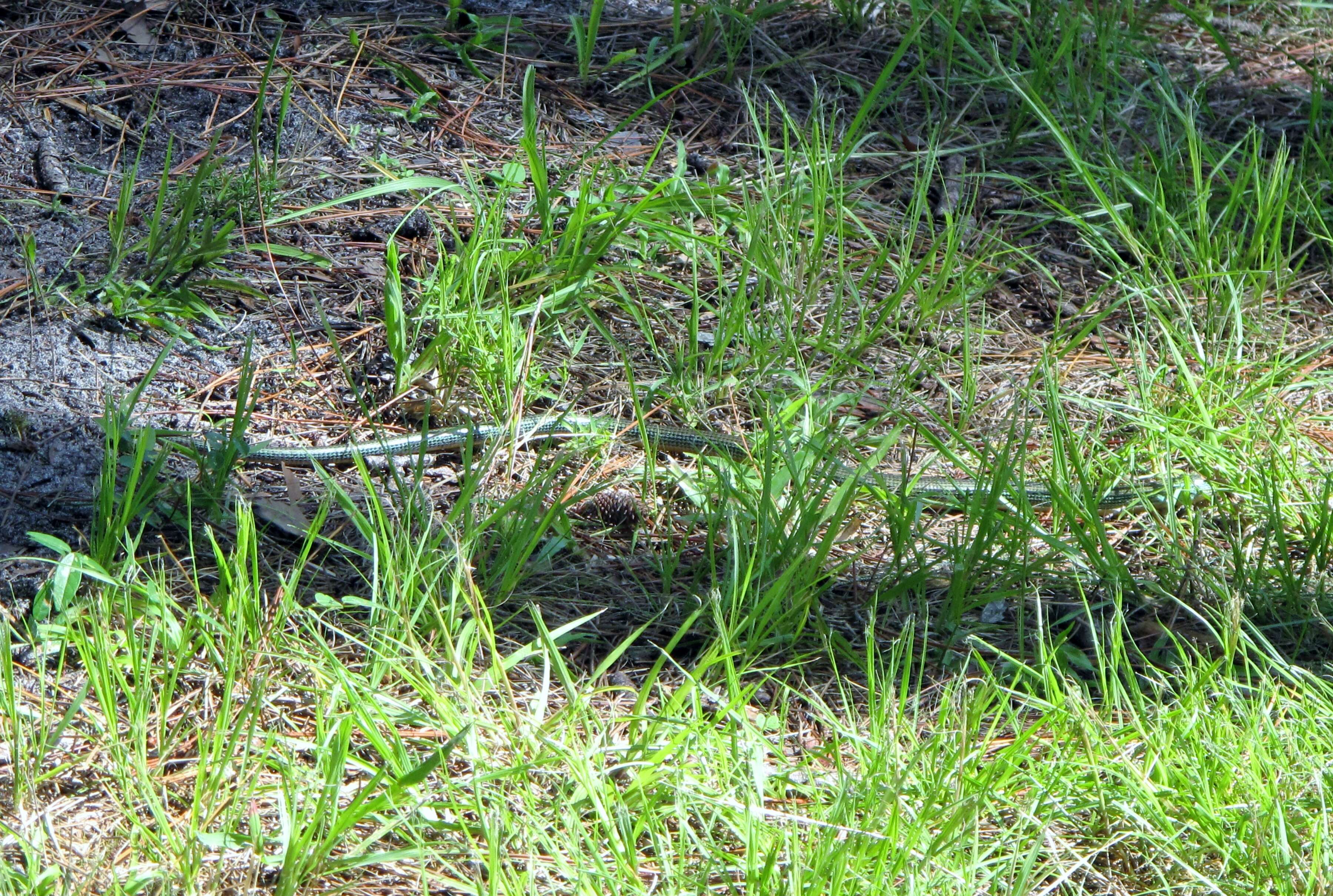 Image of Glass Lizards