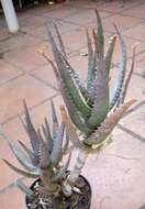 Image of Mopane aloe