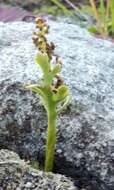 Image of reflected grapefern