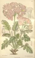 Image of Primula sinensis Sabine ex Lindl.