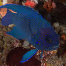 Image of Western blue devil