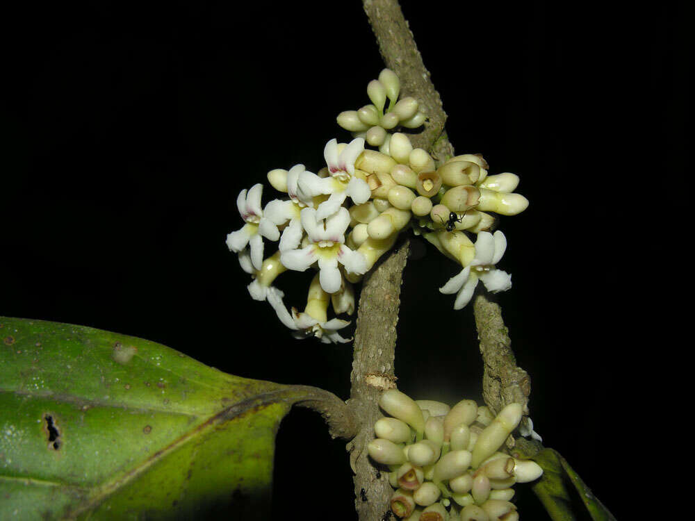 Image of Schlegelia parviflora (Oerst.) Monach.