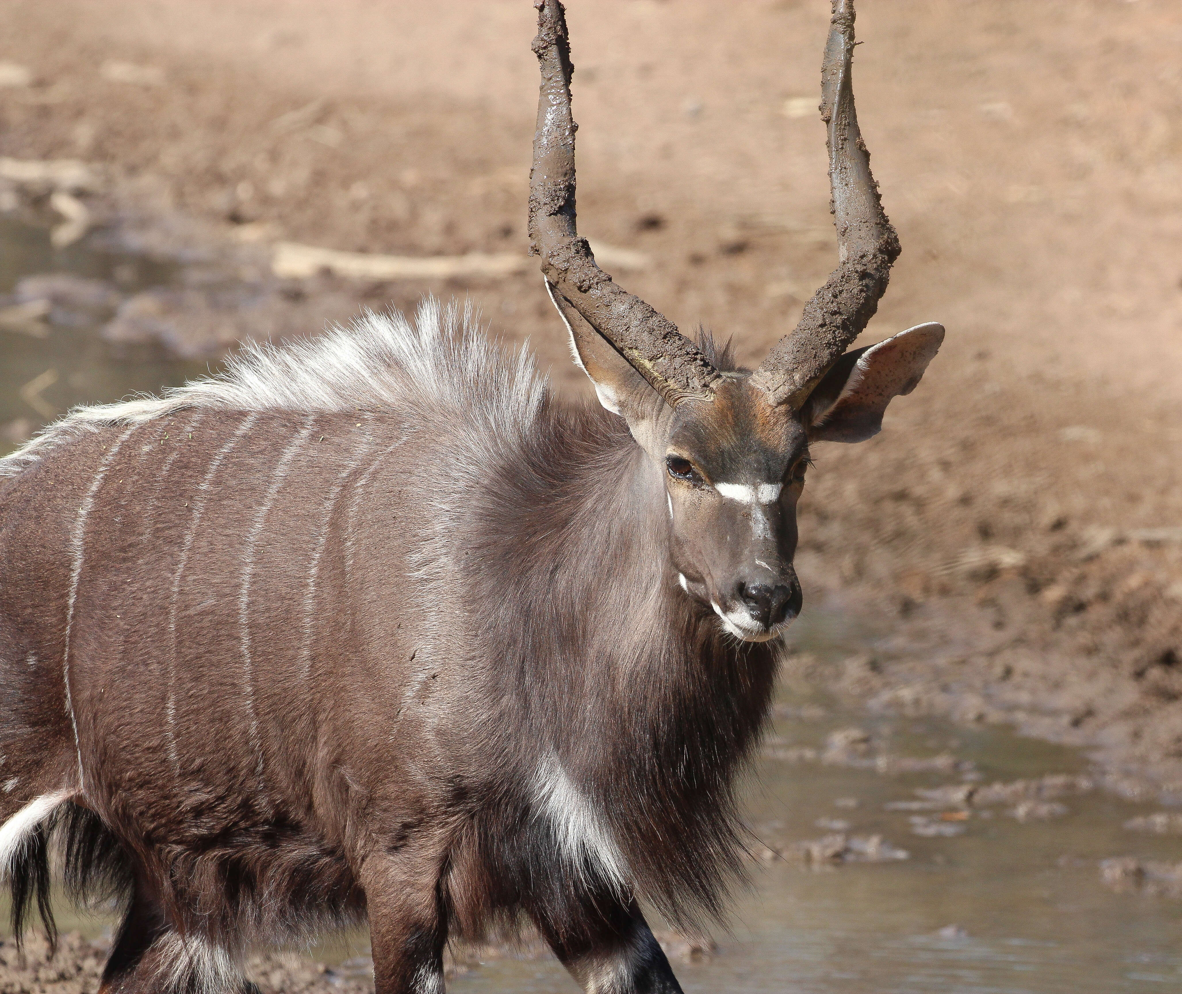 Image of Tragelaphus angasi