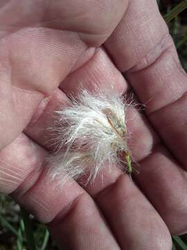 Image of common cottongrass