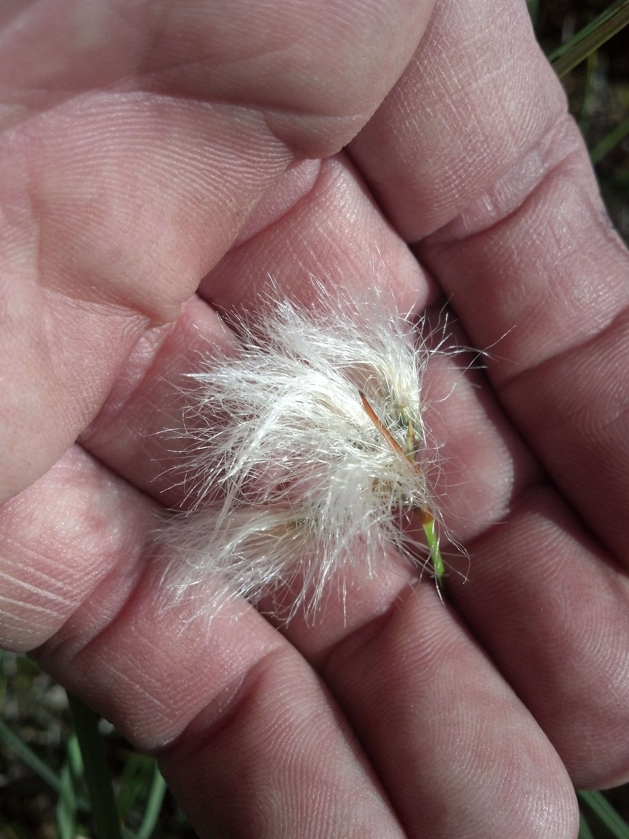 Image of cottongrass