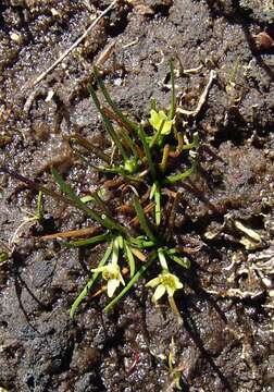 Image of Ranunculus setaceus Rodway