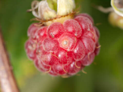 Imagem de Rubus
