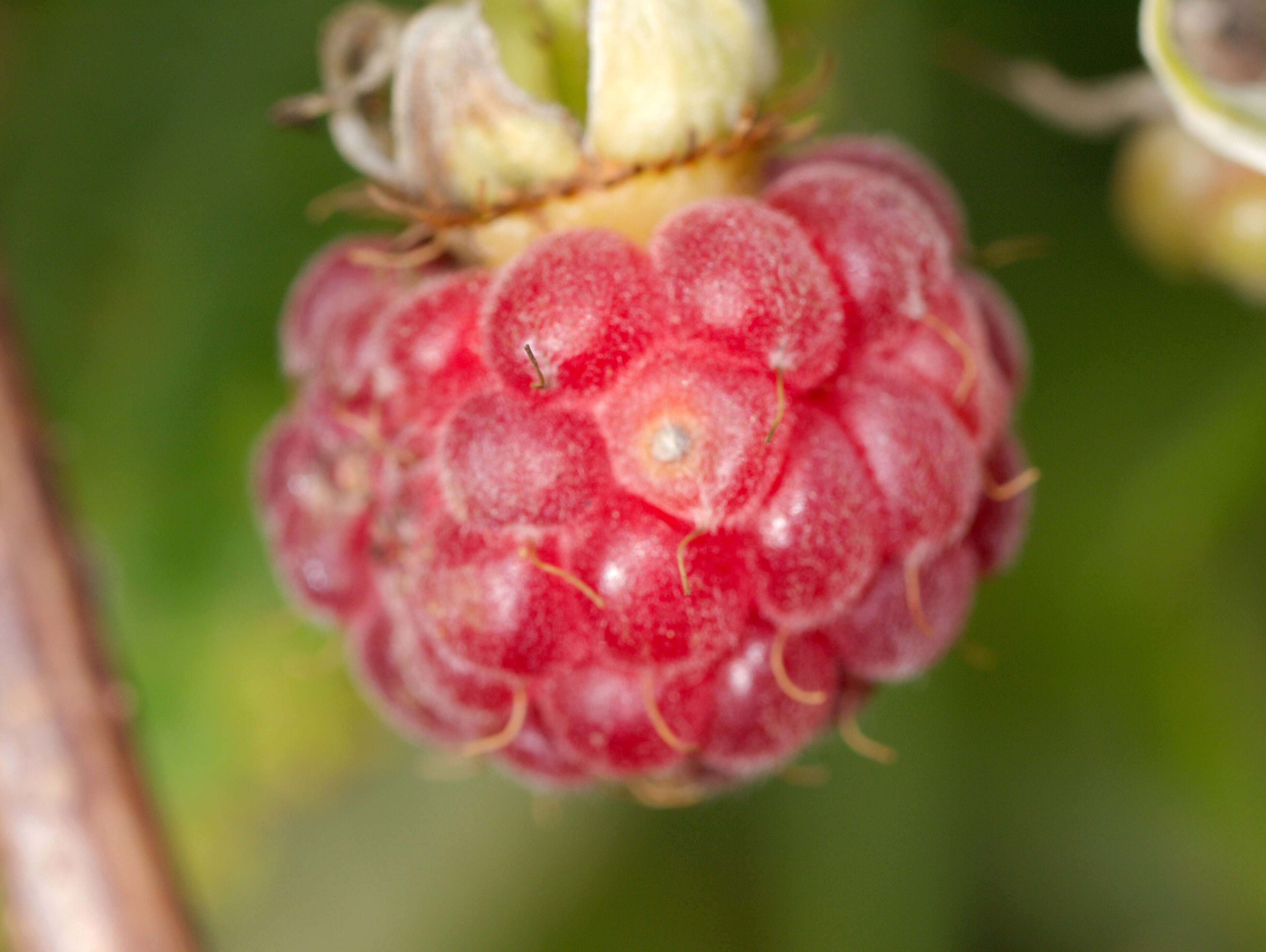 Image of blackberry