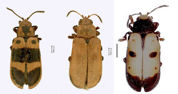 Image of Chelobasis bicolor Gray ex Cuvier 1832