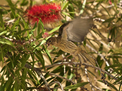 Image of Atlantic Canary