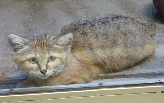 Image of Sand Cat