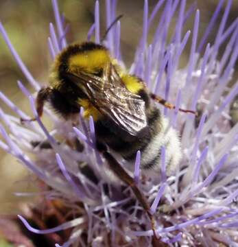 Image of Bumblebees