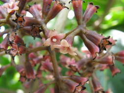 Image of Catchbirdtrees