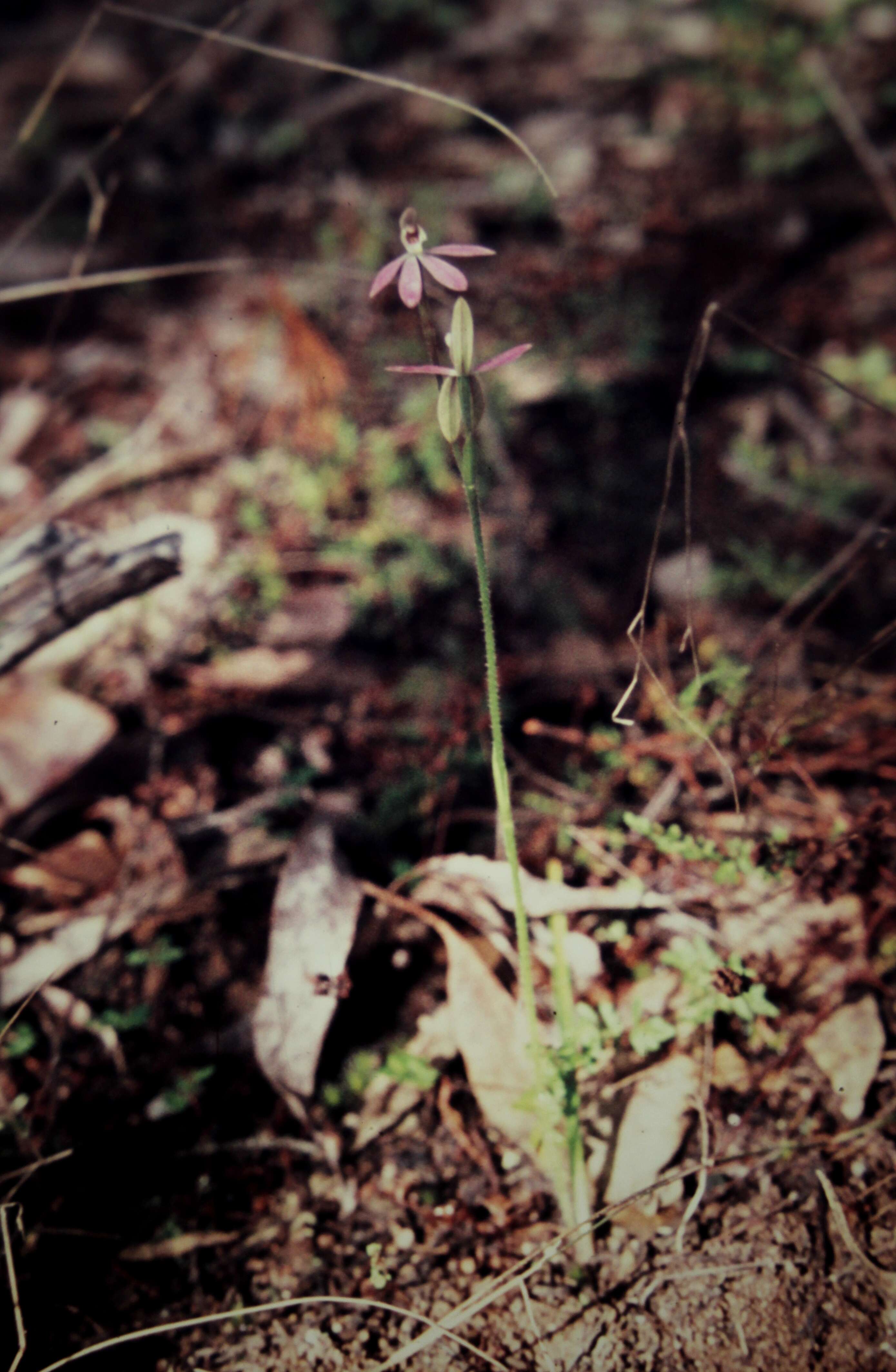 Image of Pink fingers orchid