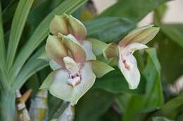 Image of catasetum