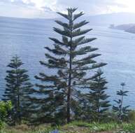 Image of Araucaria