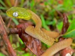 Image of Green Cat Snake