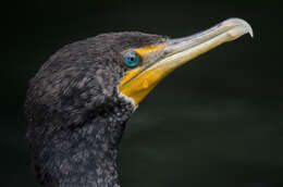 Image of Phalacrocorax Brisson 1760