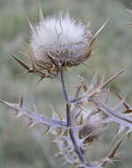 Image of thistle