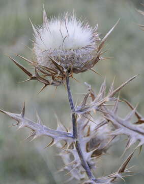 Image of woolly thistle