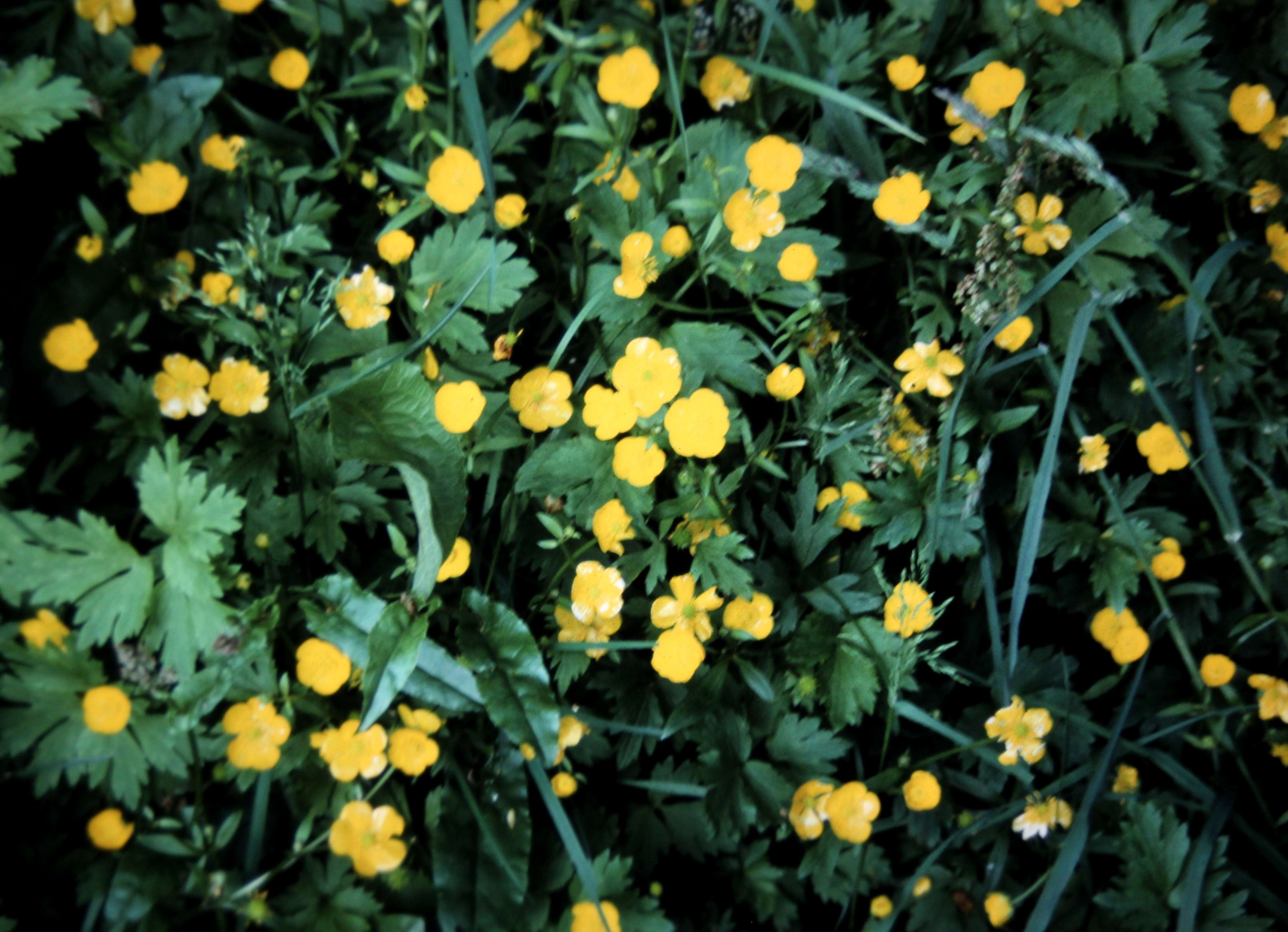 Image of Ranunculus