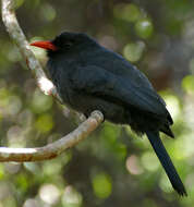 Image of Black-fronted Nunbird