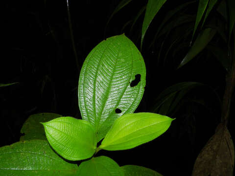 Image of Henriettea cuneata (Standl.) L. O. Williams