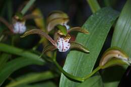 Image of Boat orchids