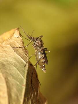 Image de Aedes togoi (Theobald 1907)