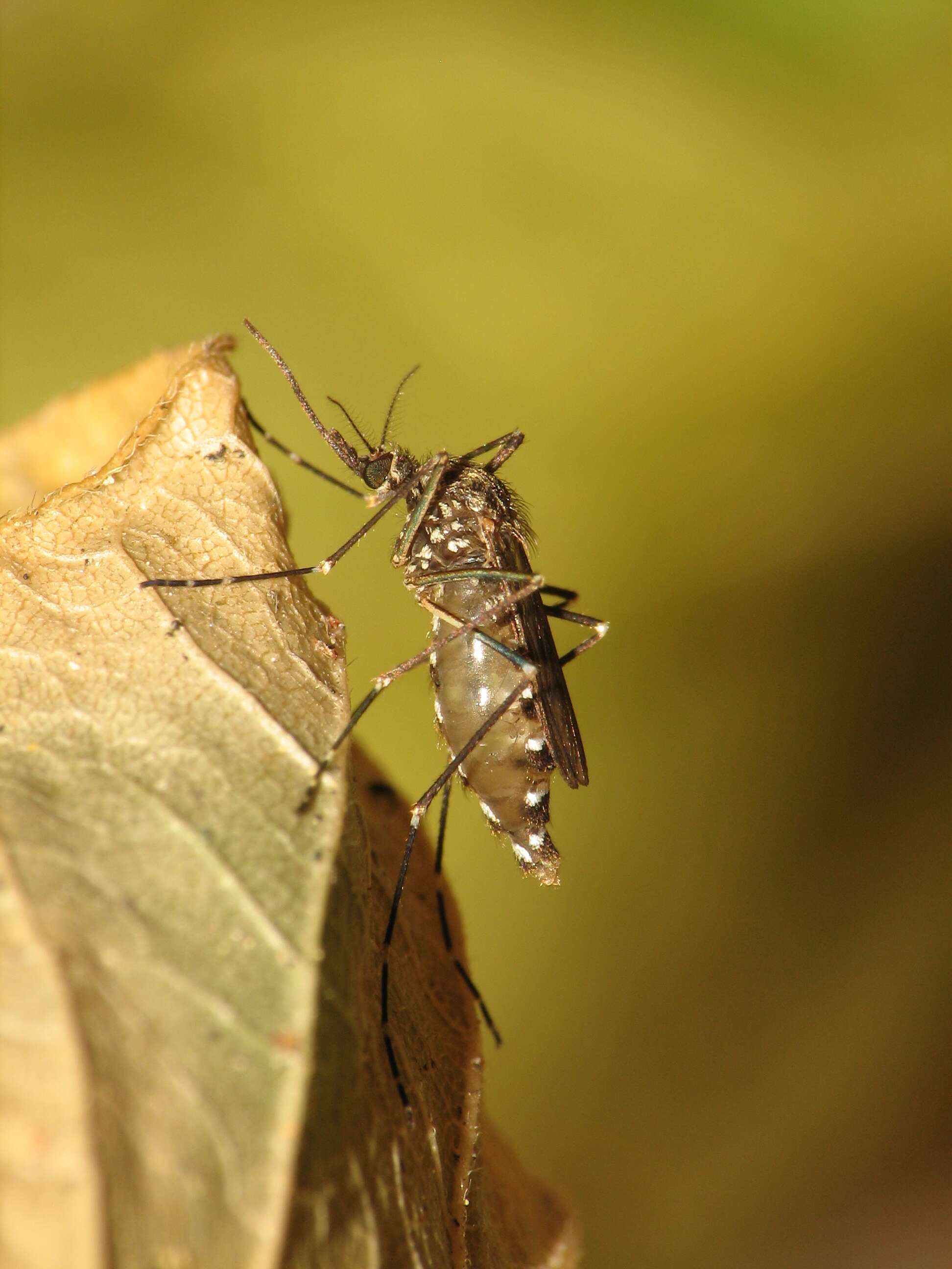 Imagem de Aedes togoi (Theobald 1907)