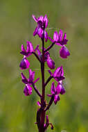 Image of Loose-flowered orchid