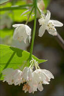 Imagem de Staphylea pinnata L.