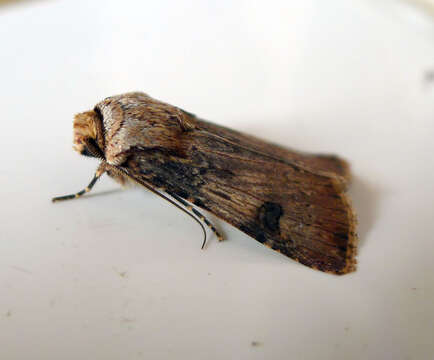 Image of Agrotis syricola Corti & Draudt 1933