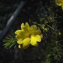 Image of Hibbertia atrichosepala Wege & K. R. Thiele