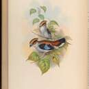 Image of Silver-breasted Broadbill