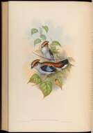 Image of Serilophus Swainson 1837