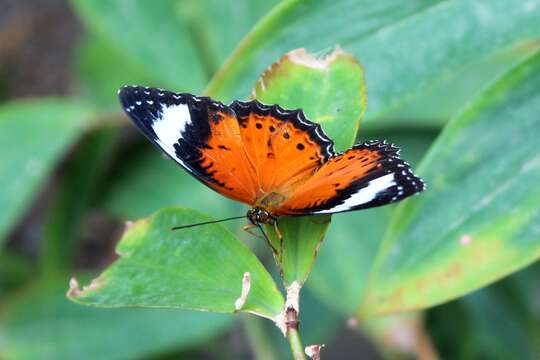 Image of Orange lacewing