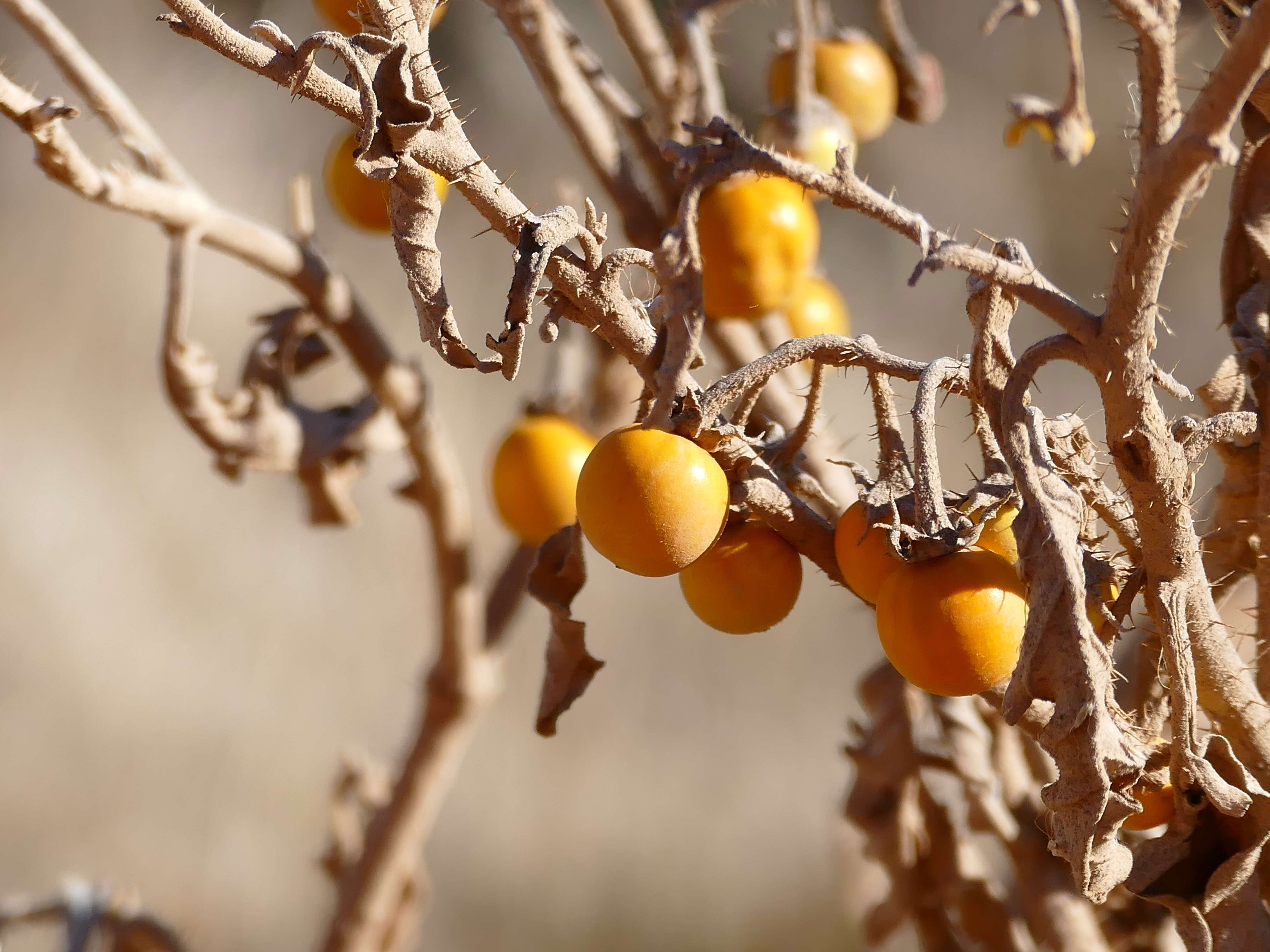 Image of silverleaf nightshade