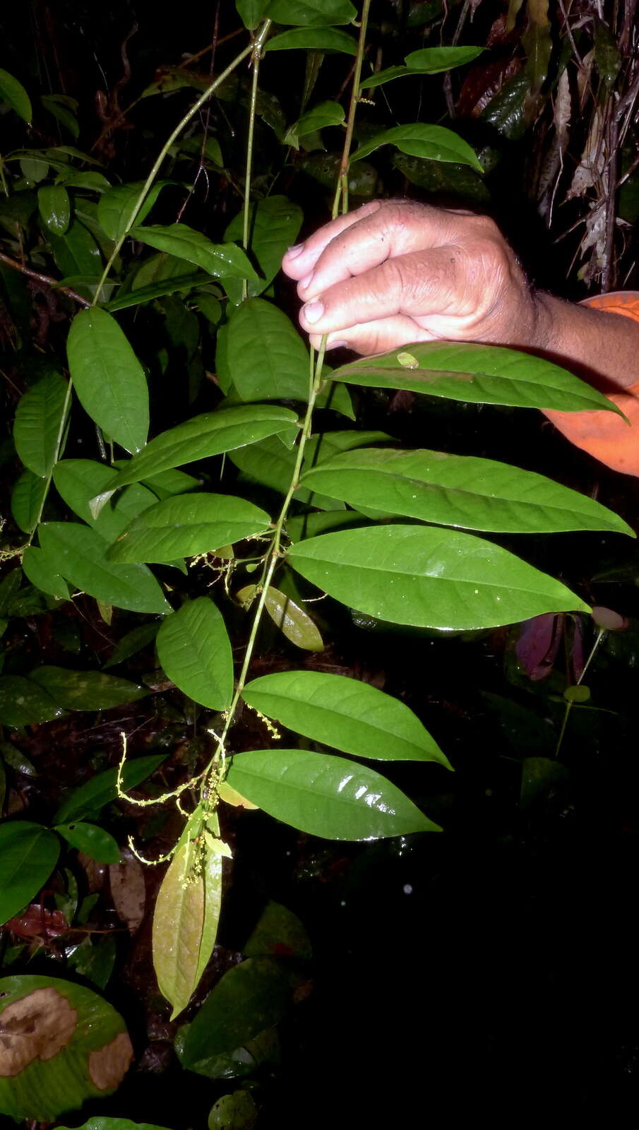 Image of Gymnanthes glabrata (Mart.) Govaerts