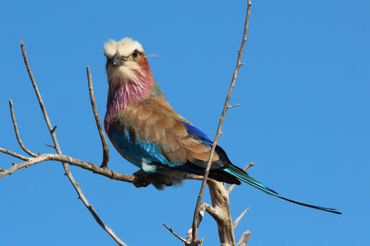 Image of Lilac-breasted Roller