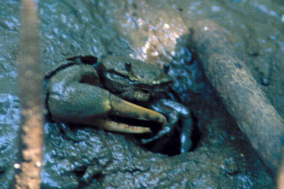 Image of Fiddler crab