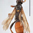 Image of Ichneumon affector Tischbein 1879