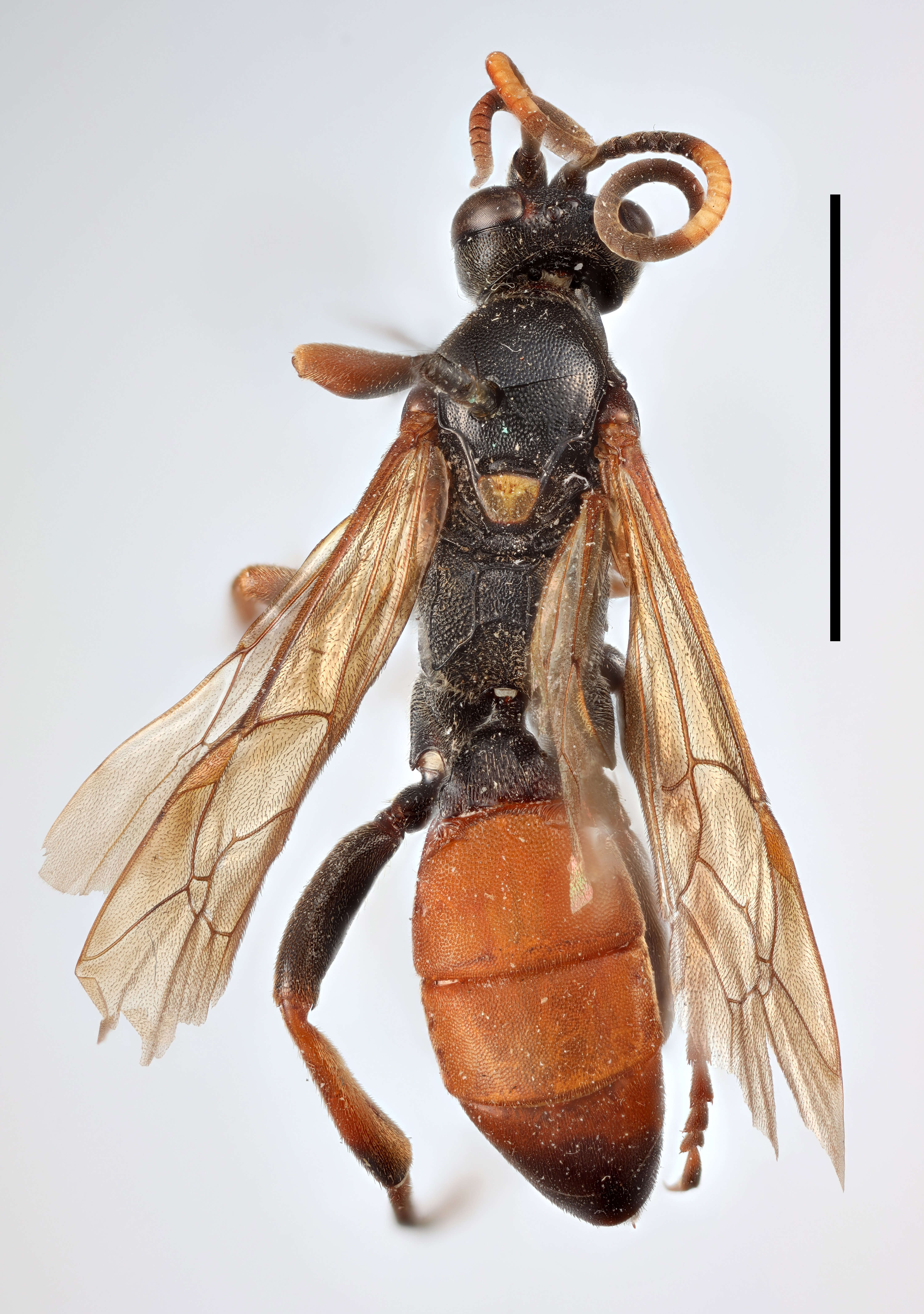 Image of Ichneumon