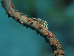 Image of Whip coral shrimp