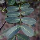 Senna corifolia (Benth.) H. S. Irwin & Barneby resmi