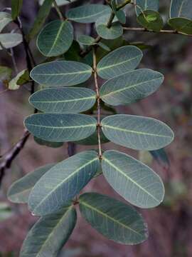 Image of Senna corifolia (Benth.) H. S. Irwin & Barneby