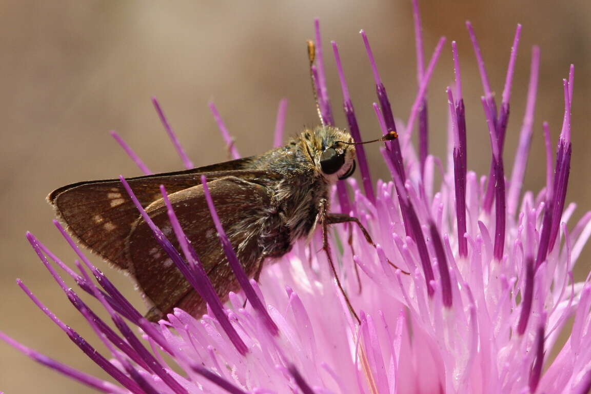 صورة Hesperia attalus Edwards 1871